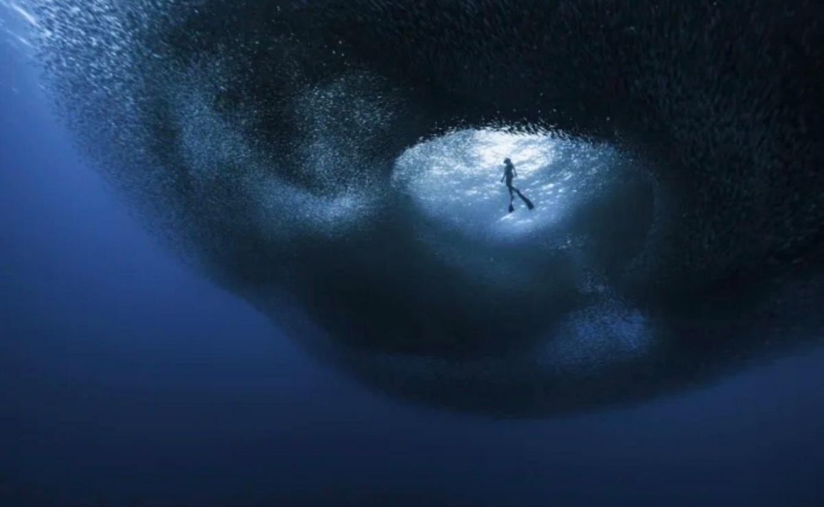 Thousands of sardines swirl around a freediver, in a circular - almost whirlpool-like motion. 