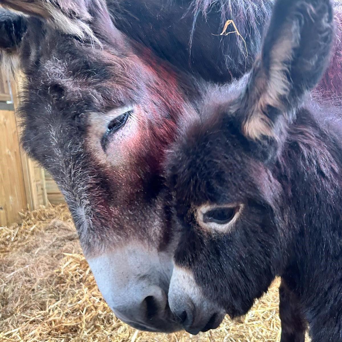 A close-up of a chocolate brown donkey and her brown foal. Both have dark eyes and white noses. Their heads are touching. They are in a wooden building lined with hay.