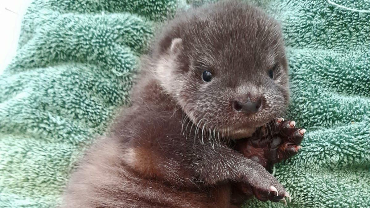 A small brown otter pup looking towards the camera. The animal is on a green towel and is on its side.