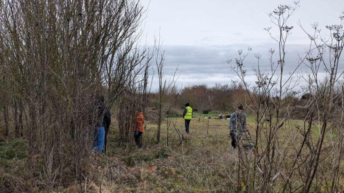 Volunteers restoring Phoenix Glade in Dane Valley Woods