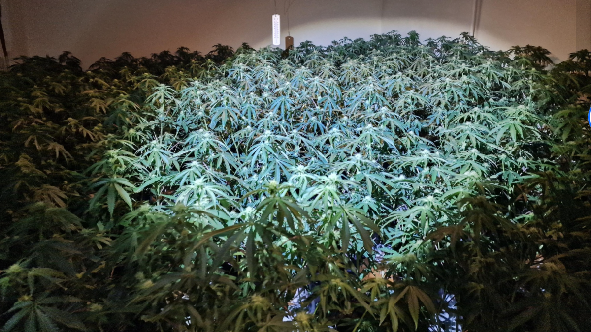 A close-up photo of a large number of cannabis plants in one room with strong lights lighting up the grow. The plants are green, each with multiple stems with each stem having a leaf made from multiple thin oval leaf sections. A light is shining on the centre of the forest of plants.