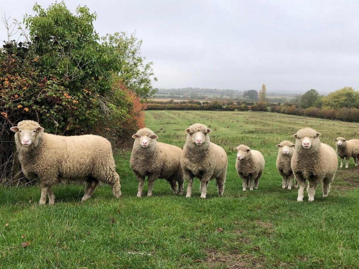 A group of seven sheep in a field looking towards the camera. The field is grassy with hedges around it.