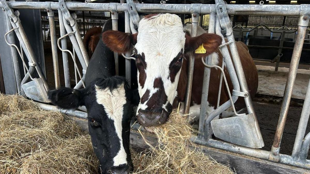 A black and white dairy cow and a brown and white dairy cow with their heads poking through a metal feeding gate and eating forage