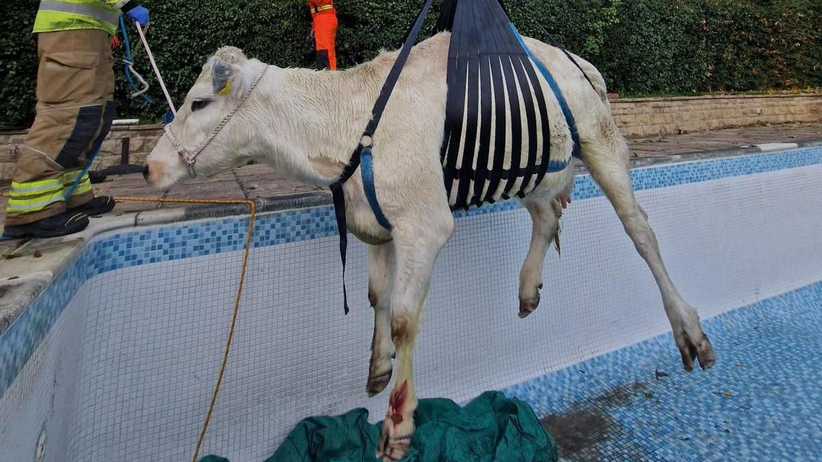 A cow in a harness dangling mid-air above a swimming pool. 