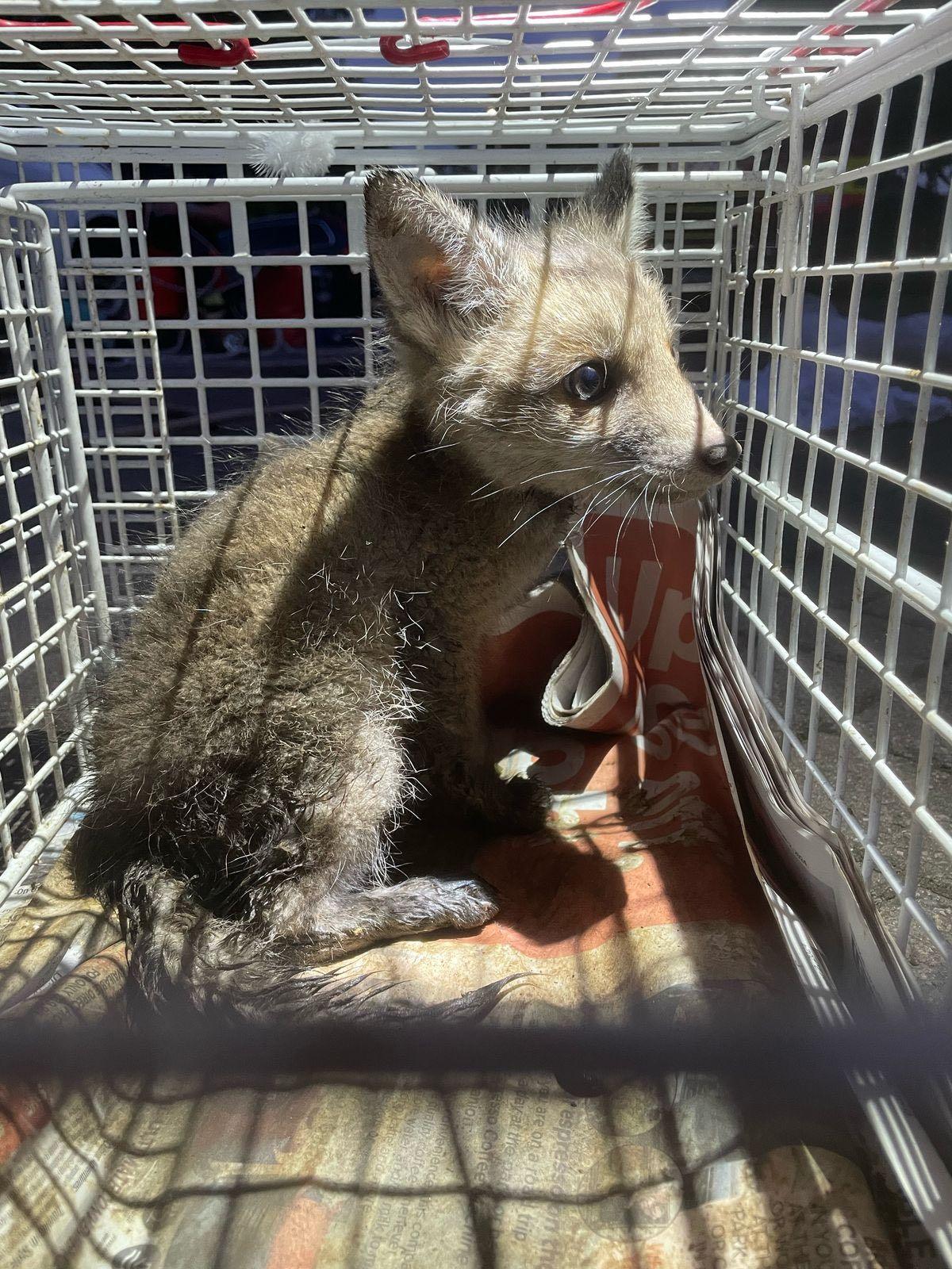 An image of a fox cub in a cage.