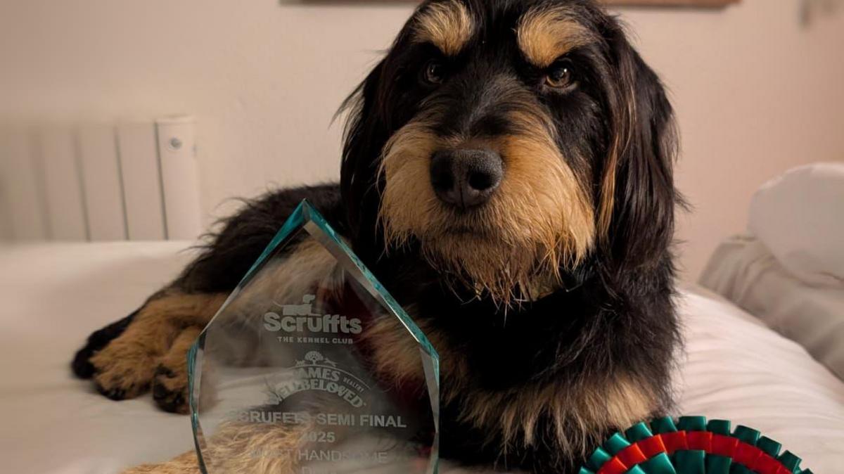 Chester the dog sitting on a bed next to his glass trophy and rosettes.