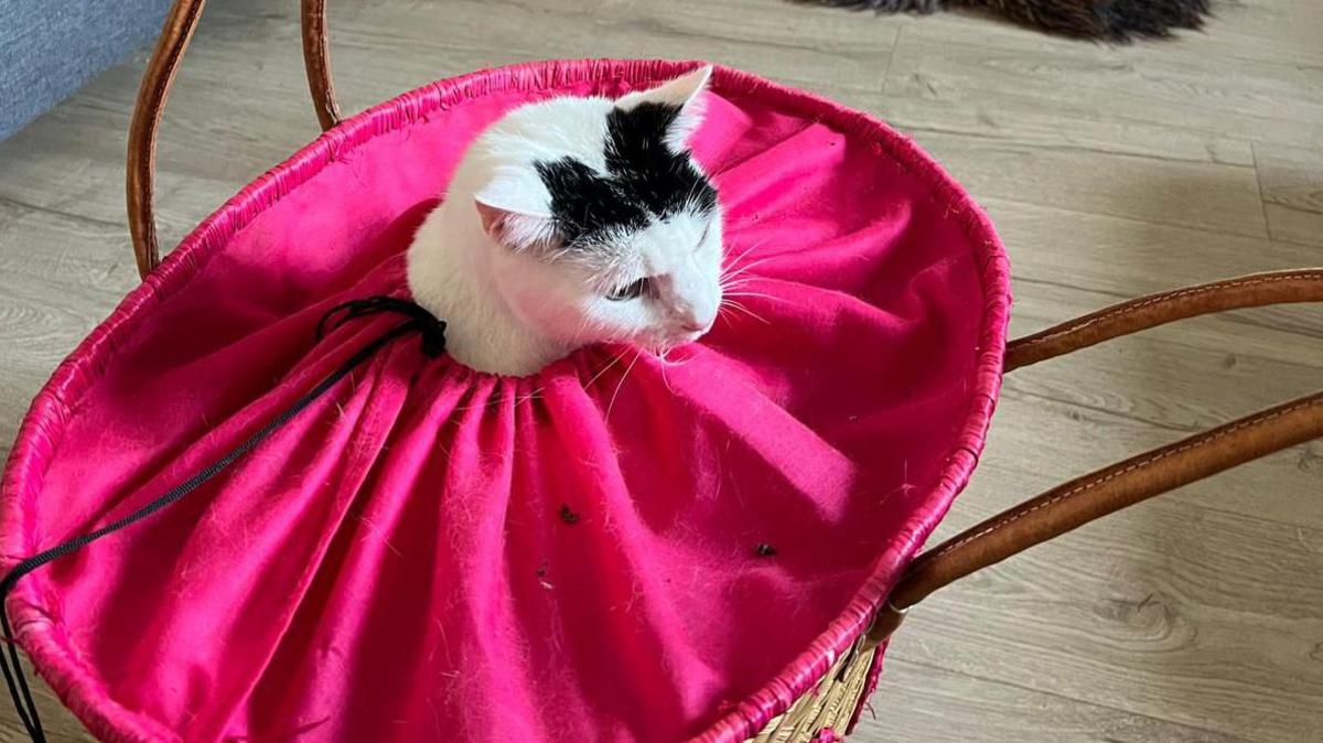 A white and black cat inside a wicker basket, with its head poking out of a pink cloth.