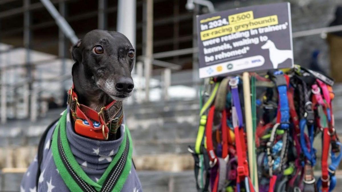 Nel outside the Senedd protesting greyhound racing in Wales. A number of collars are behind her along with a statistic: In 2024, 2,500 ex-racing greyhounds were residing in trainers kennels, waiting to be rehomed.