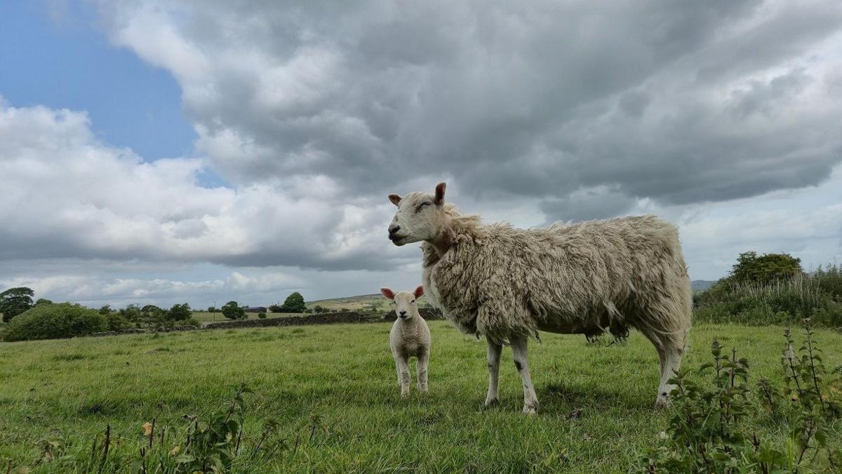 A sheep and a lamb stand in a green, grassy field under overcast skies but with some blue sky visible.