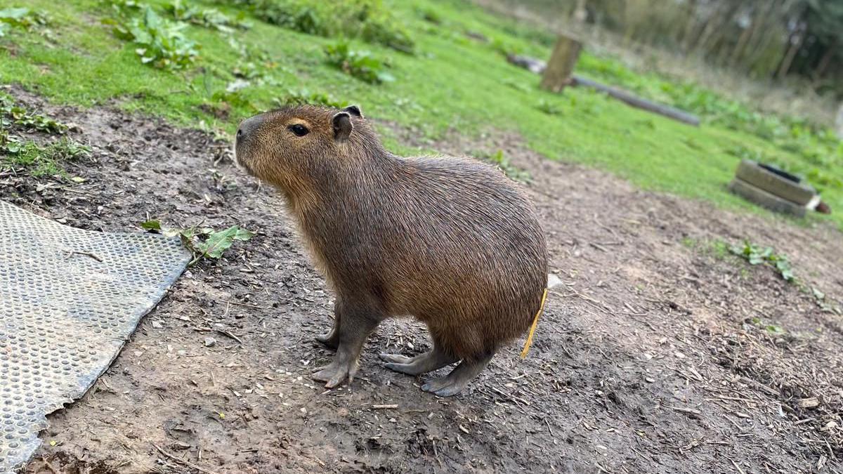 A young capybara standing on the ground