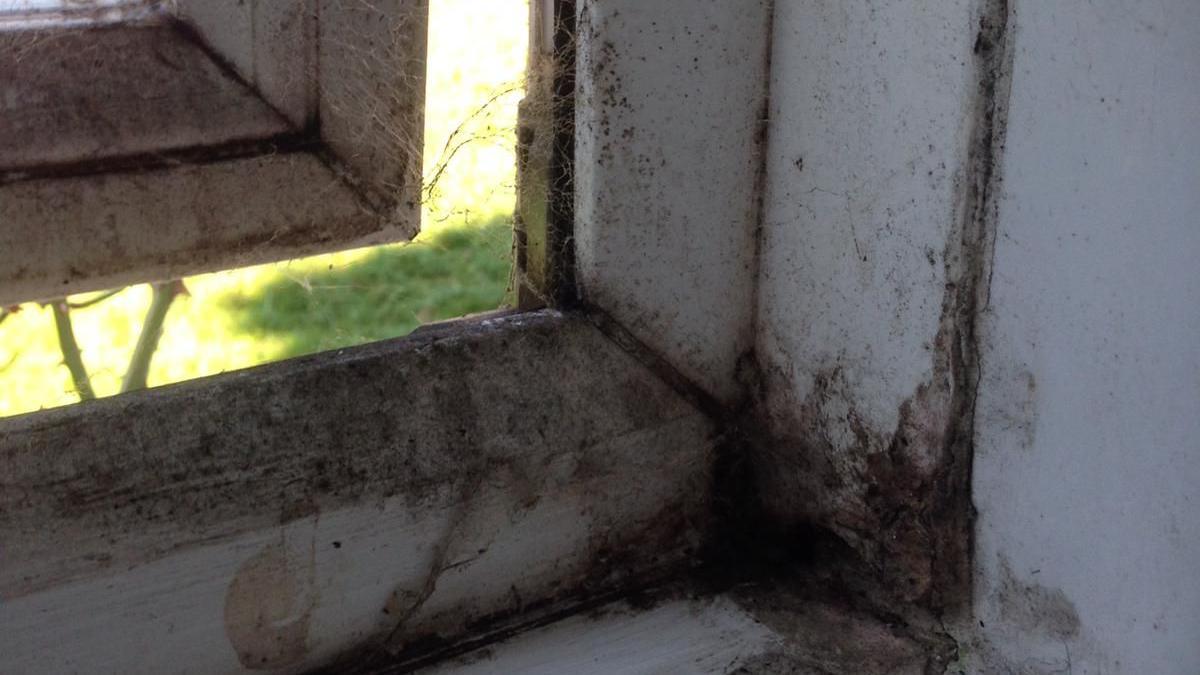 A mouldy window