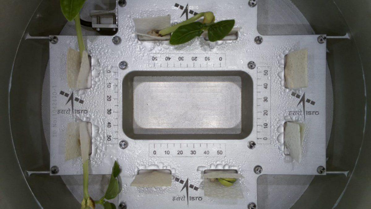 On Monday, Isro tweeted saying "Leaves have emerged! 🌱 VSSC's CROPS (Compact Research Module for Orbital Plant Studies) aboard PSLV-C60 POEM-4 achieves a milestone as cowpea sprouts unveil their first leaves in space"