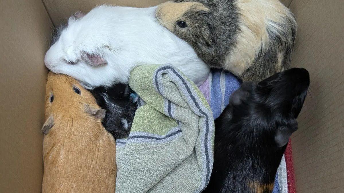 Five guinea pigs, one sandy-coloured, two black, one white and one multi-coloured, inside a nappy box.