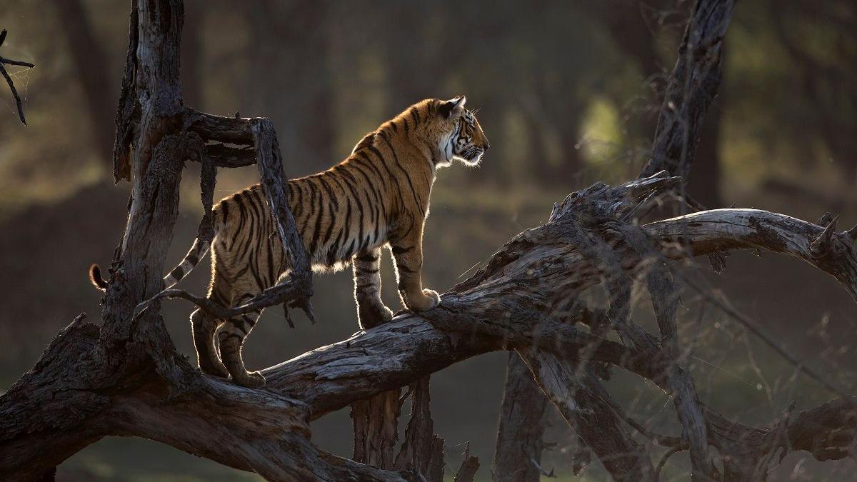 Photo of tigress Arrowhead standing on a tree trunk in Ranthambore national park, Rajasthan.