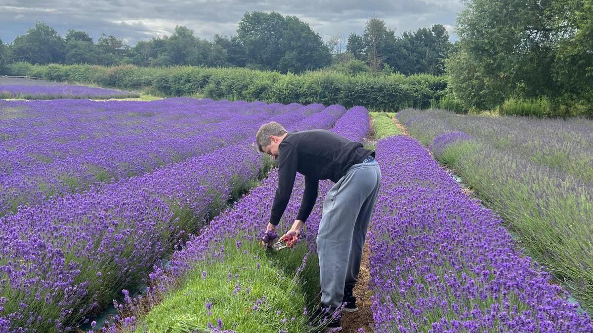 One species is fully in bloom and the others are not far behind. A worker is cutting the flowers in a field and leaning over the plants with secateurs. There are hedgerows and trees in the background.
