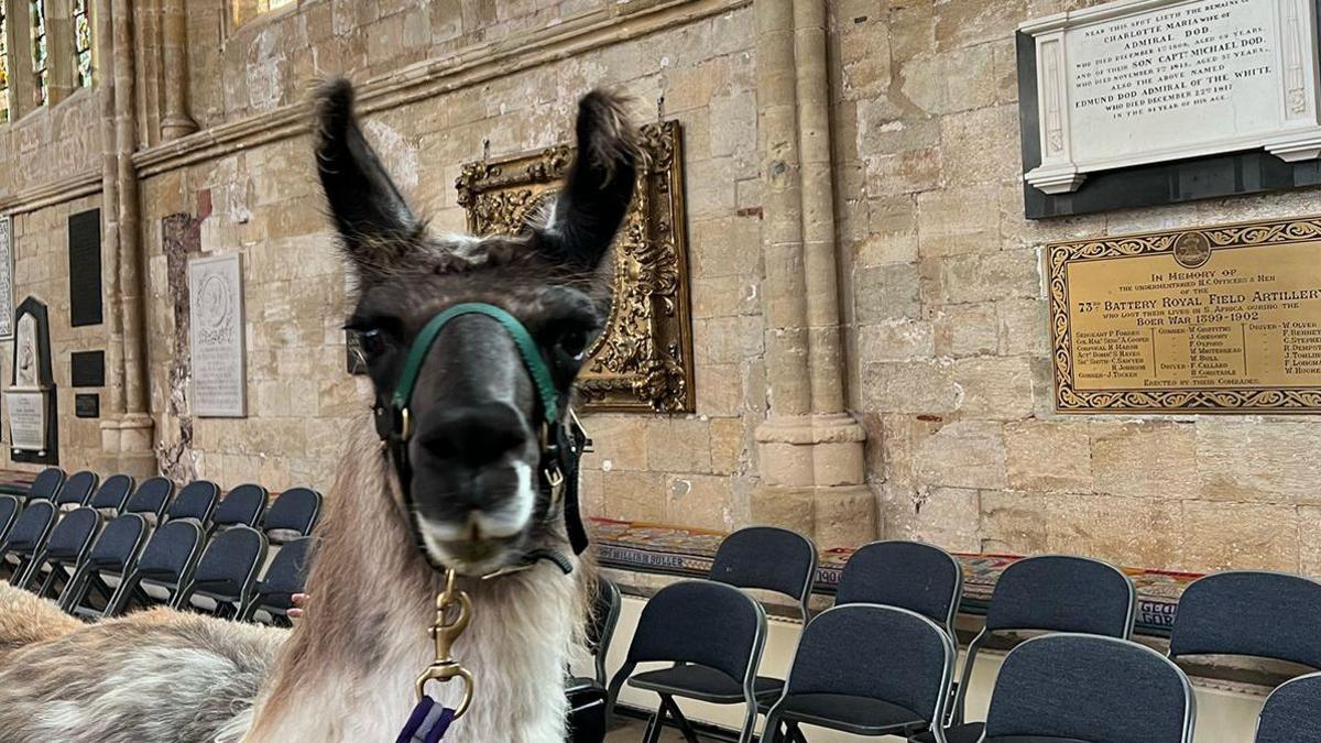 Harry the Llama staring directly at the camera. Behind him are foldable chairs. The wall of the cathedral behind him is made of brown brick. There are plaques on the wall. 