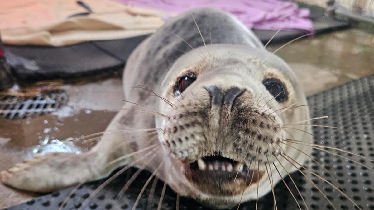 A close up of a seal looking directly at the camera. The grey mammal is sat on the ground with its right flipper visible. Its bottom teeth are visible in its slightly open mouth. It has dark brown eyes and prominent whiskers.