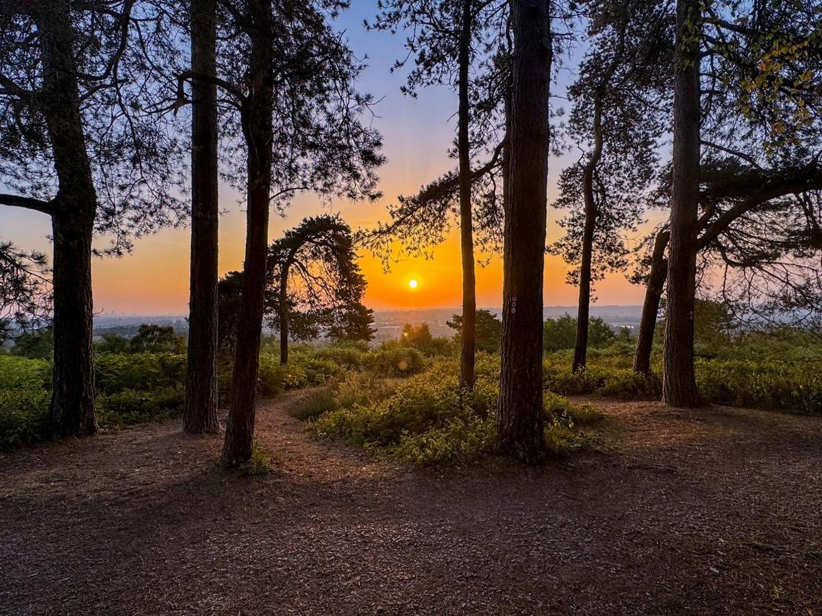 A sun partway in the sky, with trees in the foreground, as the sky turns orange and yellow.