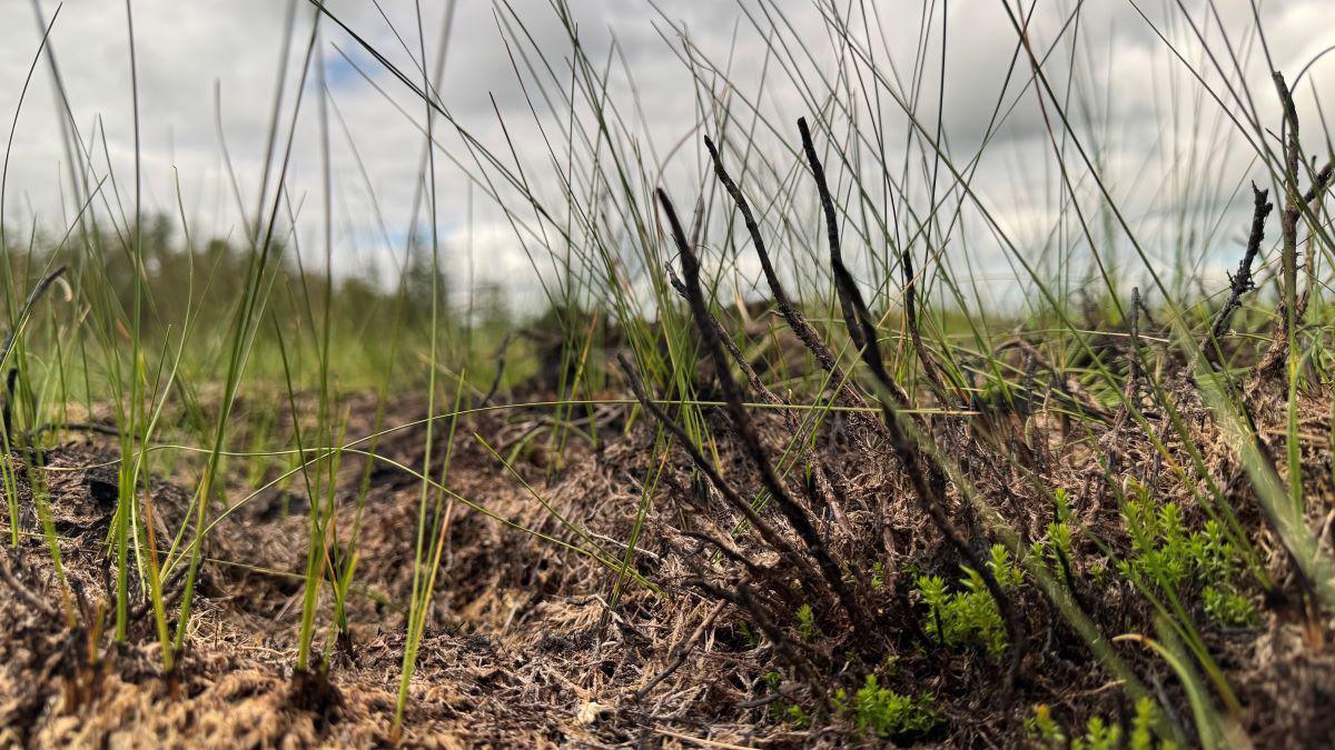 New green grass shoots growing up between the blackened vegetation which was burnt during the wildfire.