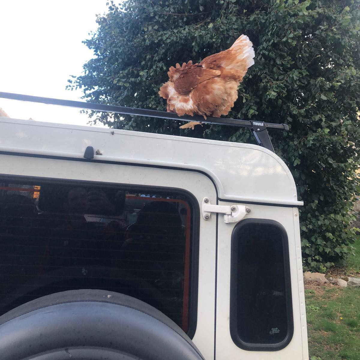 Brown chicken on the roof on a white Land Rover.