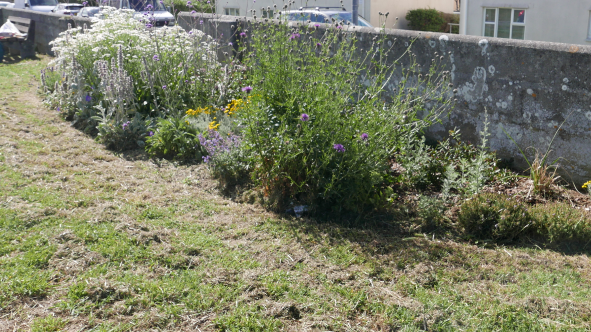 Purple and yellow pollinator-friendly flowers in Newquay, Cornwall 