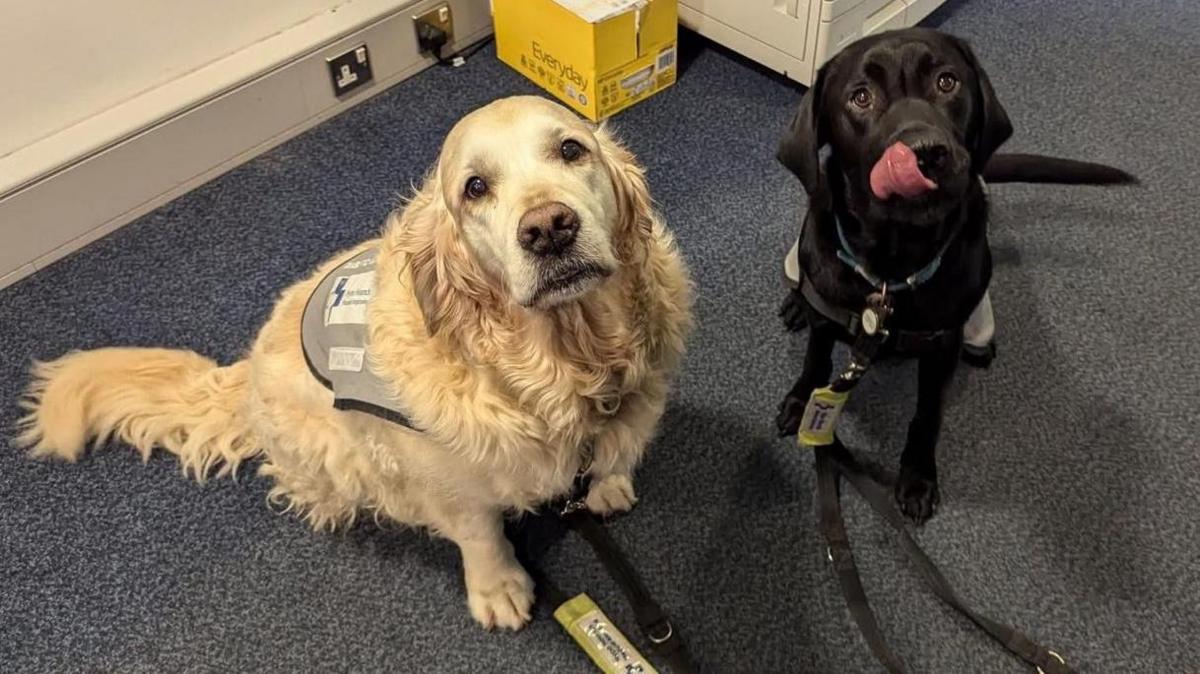 Golden retriever dog standing on the left alongside a black labrador dog. The black dog is licking its face with its tongue. There is blue carpet on the floor and a yellow box in the background.