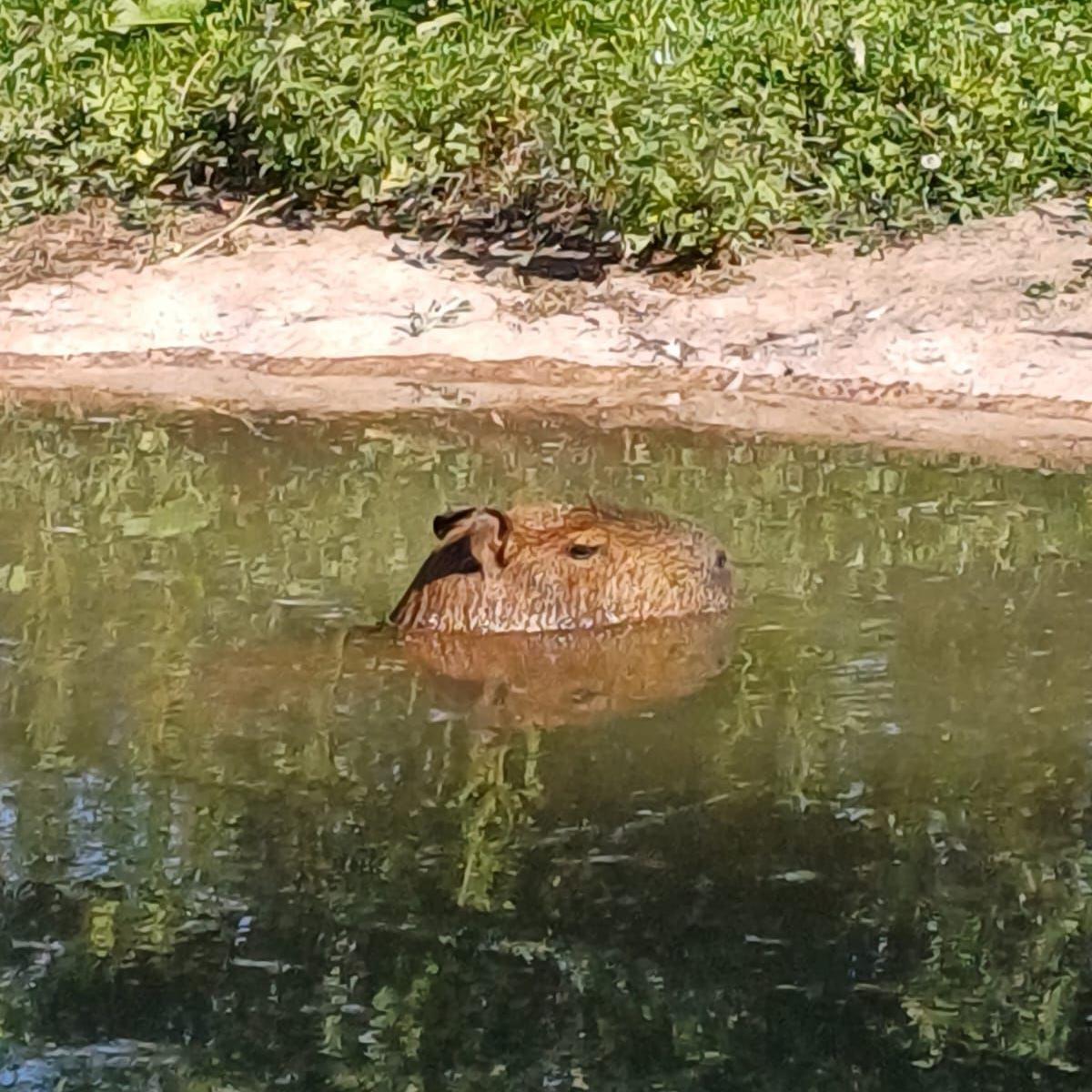 A capybara swimming in a pool - just the top of her head is visible.