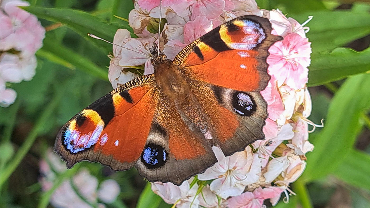 A colourful peacock butterfly on a white and light-pink flower. The butterfly is mainly red, with four "peacock" spots on its wings in yellow, blue, black and red