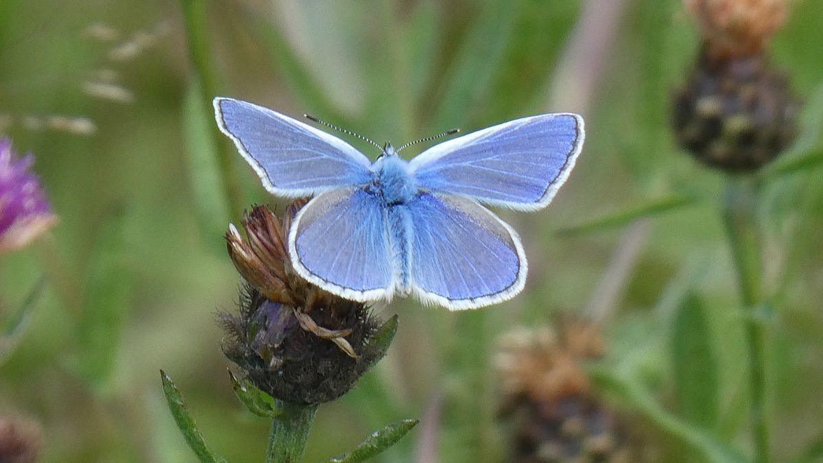 A small iridescent blue butterfly is resting on a seed head. It has a small white margin around its wings, with a thin black line between the white edge and the blue wing. 