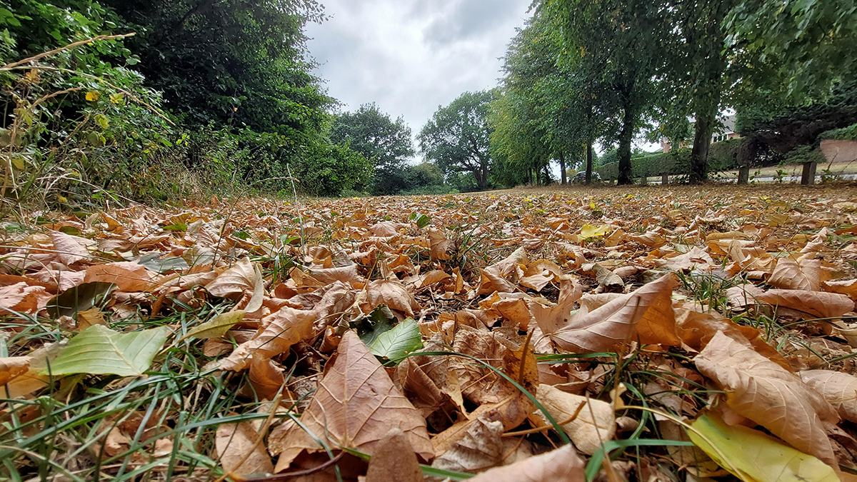 Ground-level view of brown leaves on grass in Penkridge, with trees in the background