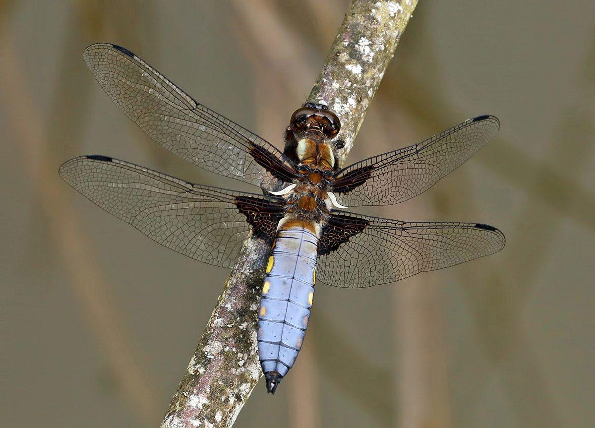 Dragonfly at Mauldsheugh Wood in Selkirk