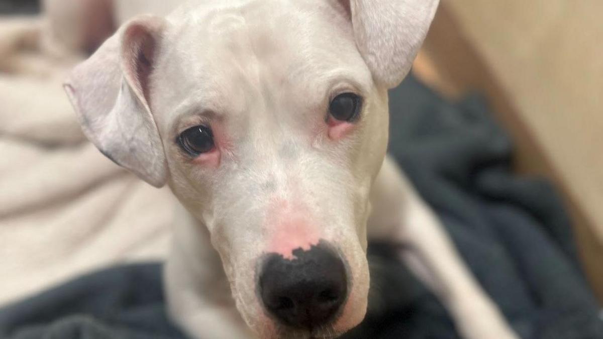 A white dog sits on a grey blanket with its paws stretched out in front of it. It looks at the camera and has a black snout and pink colouring around it.