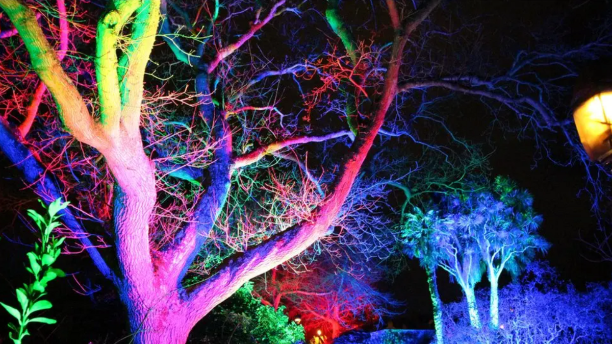 A wide shot of several trees illuminated with lights ranging from blues and purples, to reds and greens.