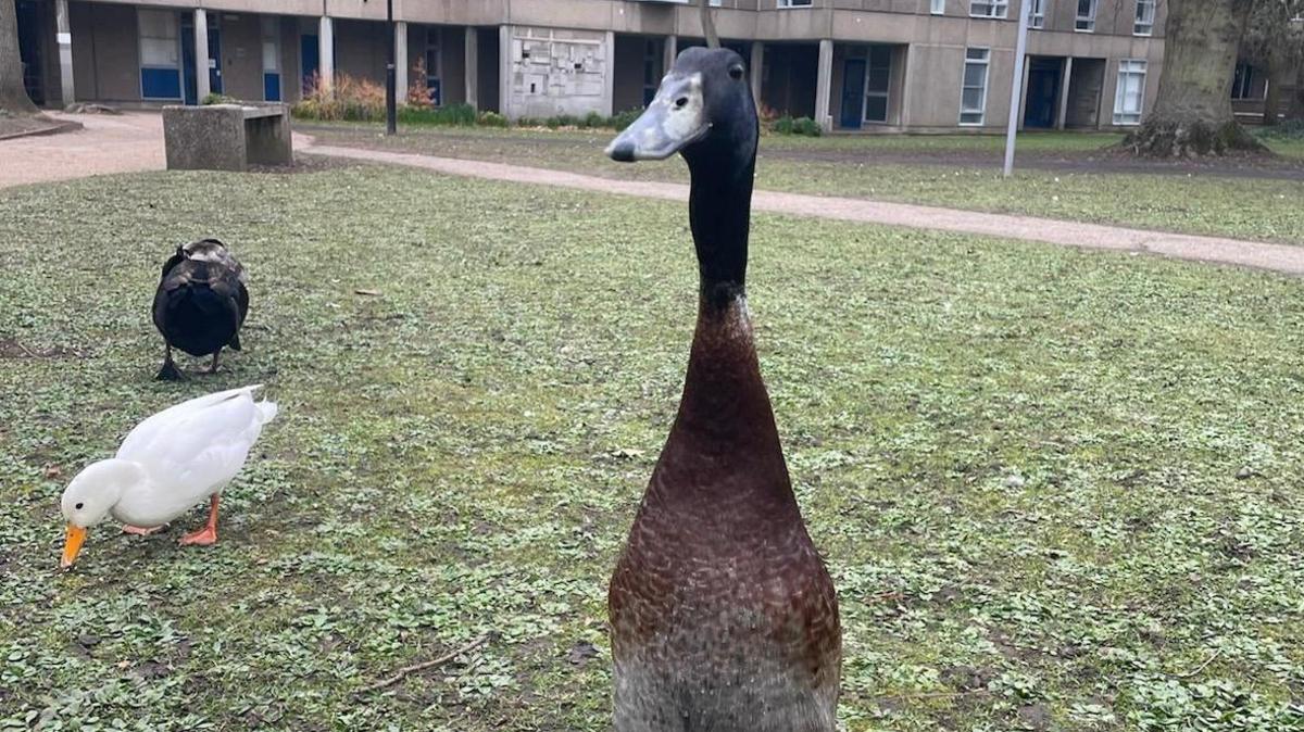 University of York duck Long Boi