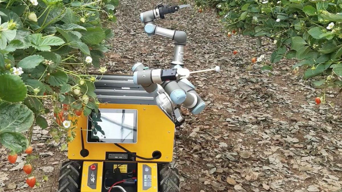 The robot, which is yellow and about 2ft (0.6m) tall. It is in a field with strawberry plants either side of it.