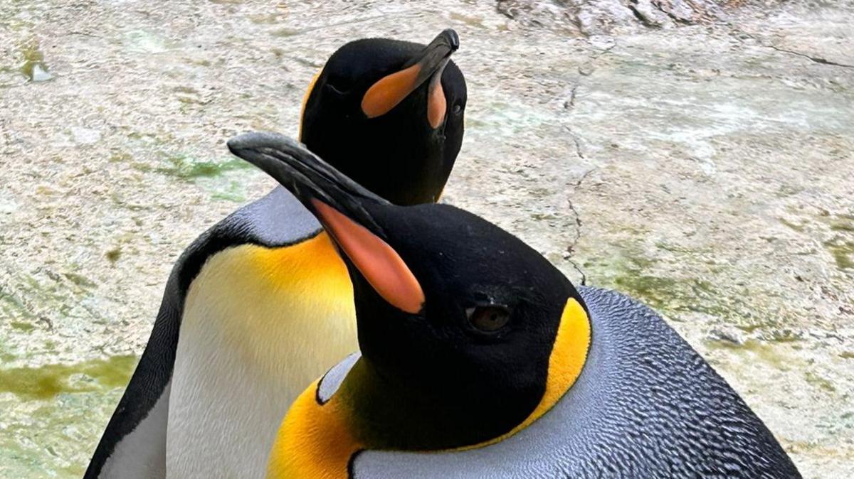 Head and shoulders shot of two king penguins in a zoo enclosure with thick black feathers, an orange breast and bleak and a white chest. 