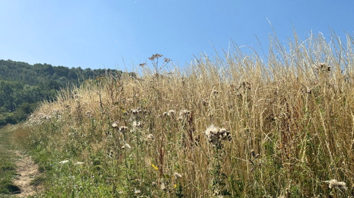 Long dry grass in a field, with a small path visible to the left. Leckhampton Hill is in the background.