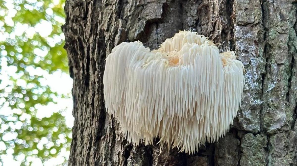 A lion's mane fungus growing on a tree. The fungus is a white big ball with lots of bits growing off it. 