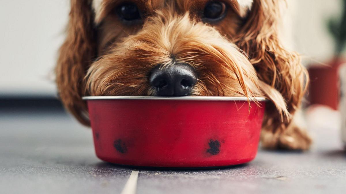Microplastics in over 75% of pet food, study finds