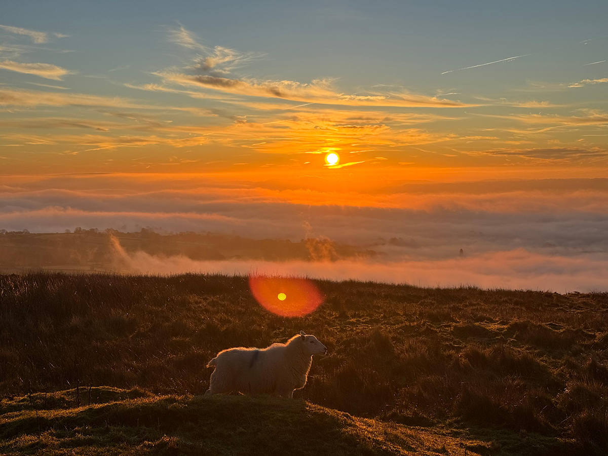 A single sheep on Clee Hill in Shropshire, with an orange sun rising in the background and mist in the distance