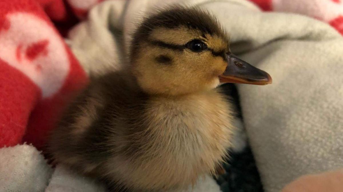 Duckling