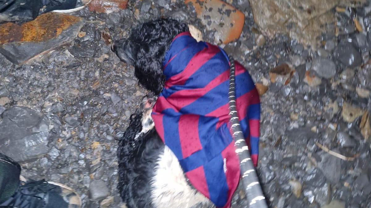 A dog on wet ground, on a lead and wrapped in a warm outer layer.