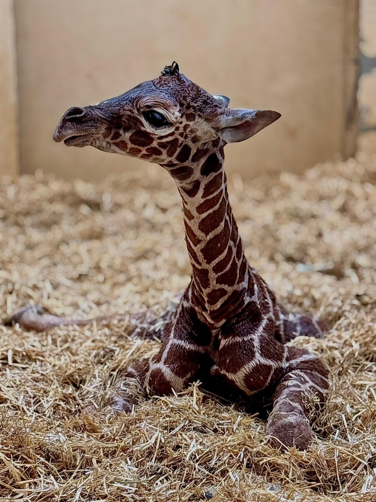 A giraffe calf laying in hay inside a barn