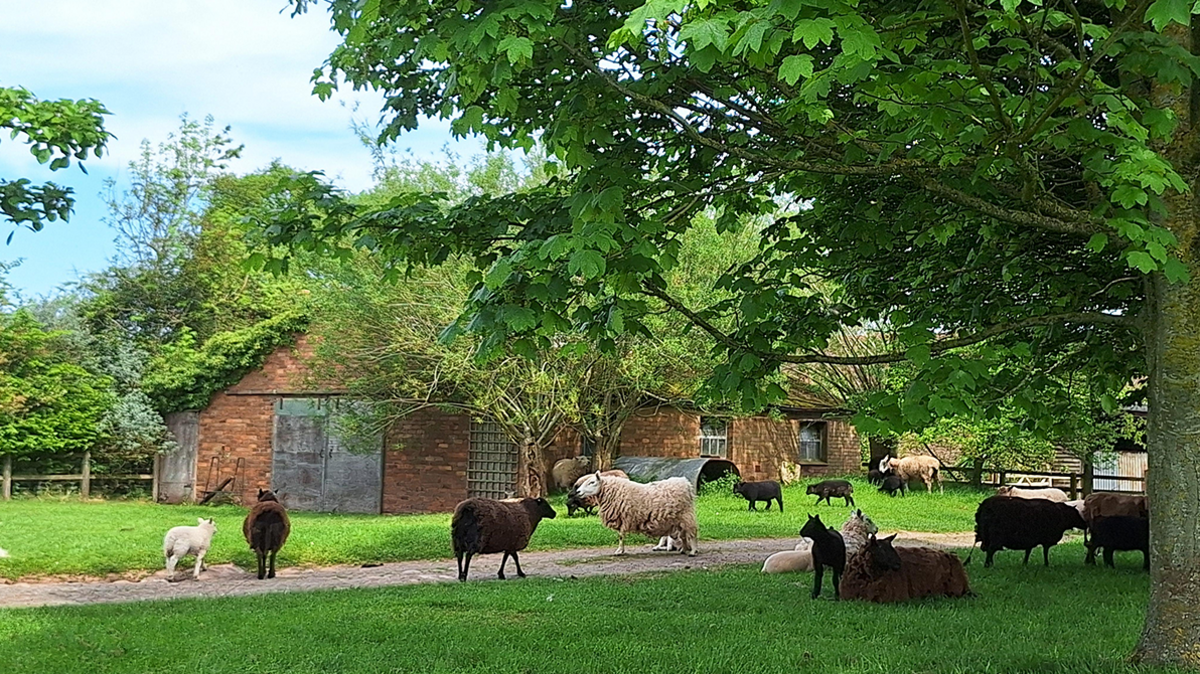 Almost 20 black, brown and white sheep laze on a farm in Bodenham. Some of them, including lambs, are lying on the grass, under a tree, with an old, brick farm building in the background