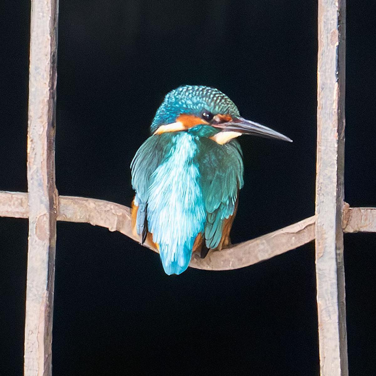 The bird is brightly blue-green and orange in colour. It is perched on a metal fence.