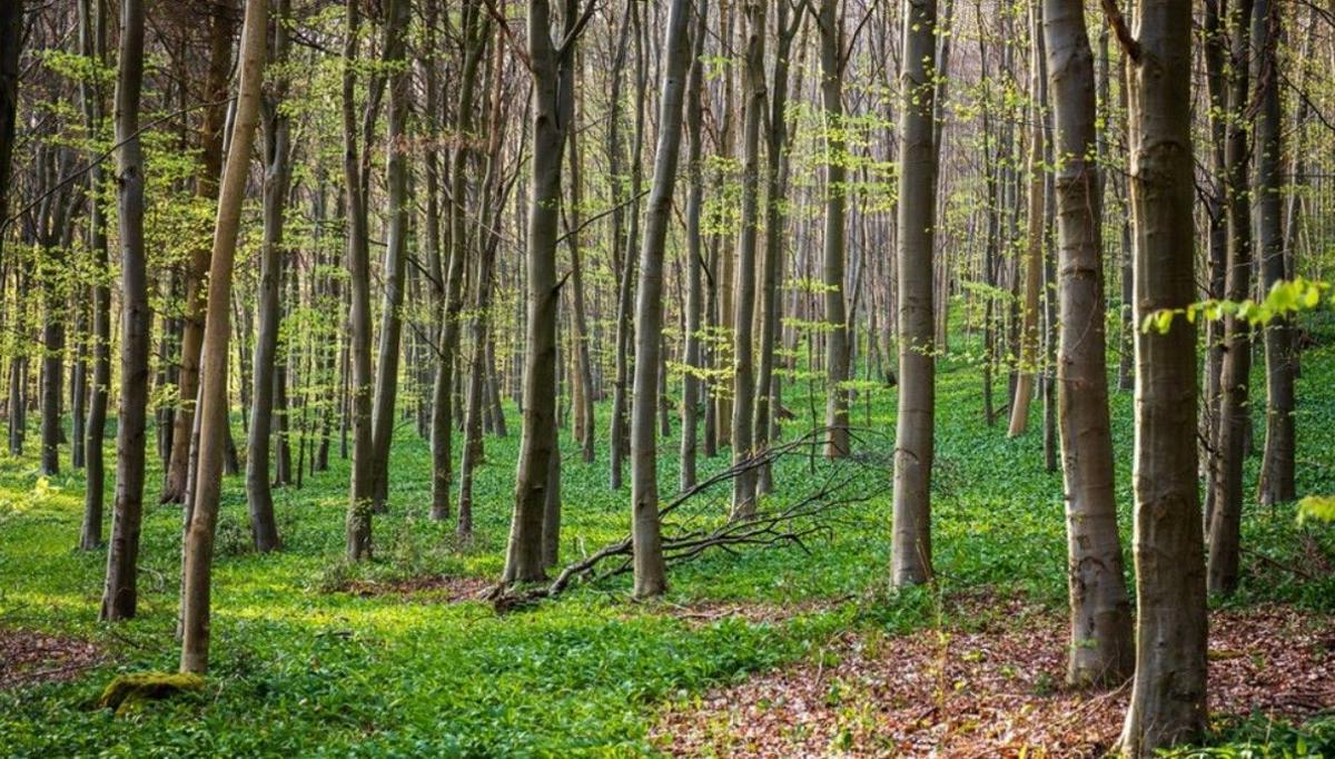 Young broadleaf woodland, with the image showing more than 50 trees on grass. 