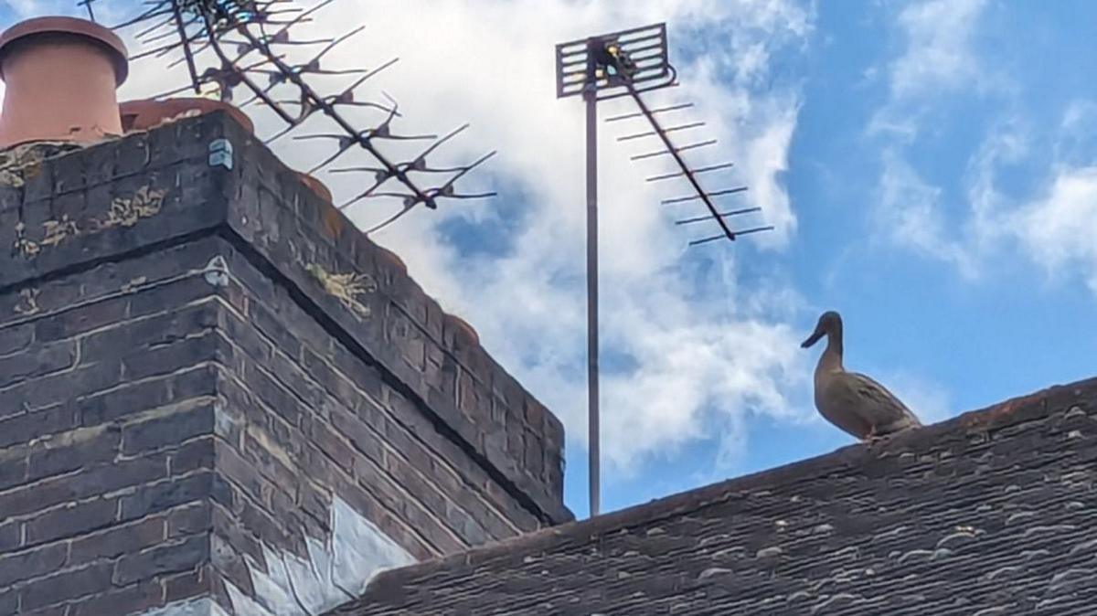 the ducklings' mother on the roof