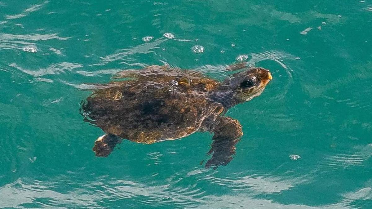 A loggerhead turtle swimming around in the sea off Cornwall's coast. It has a dark shell and has its head popping out of the water. The rest of its body is under the water, which has a turquoise hue.