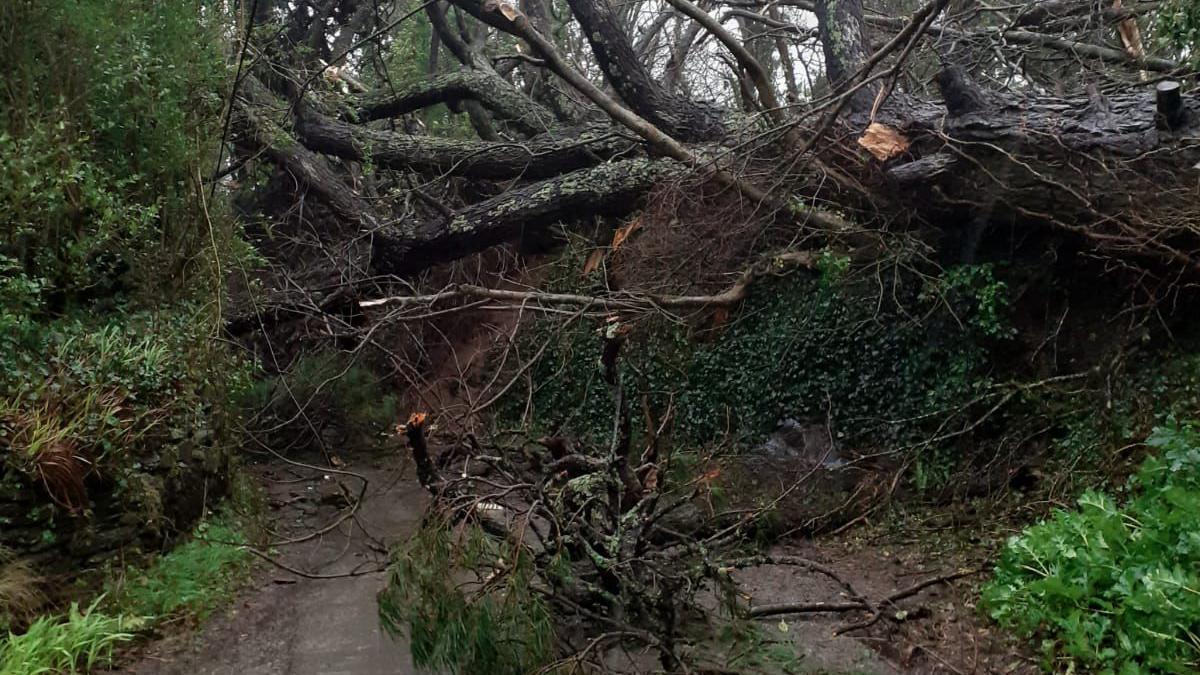 Large tree fallen across a narrow country road with no way to get through