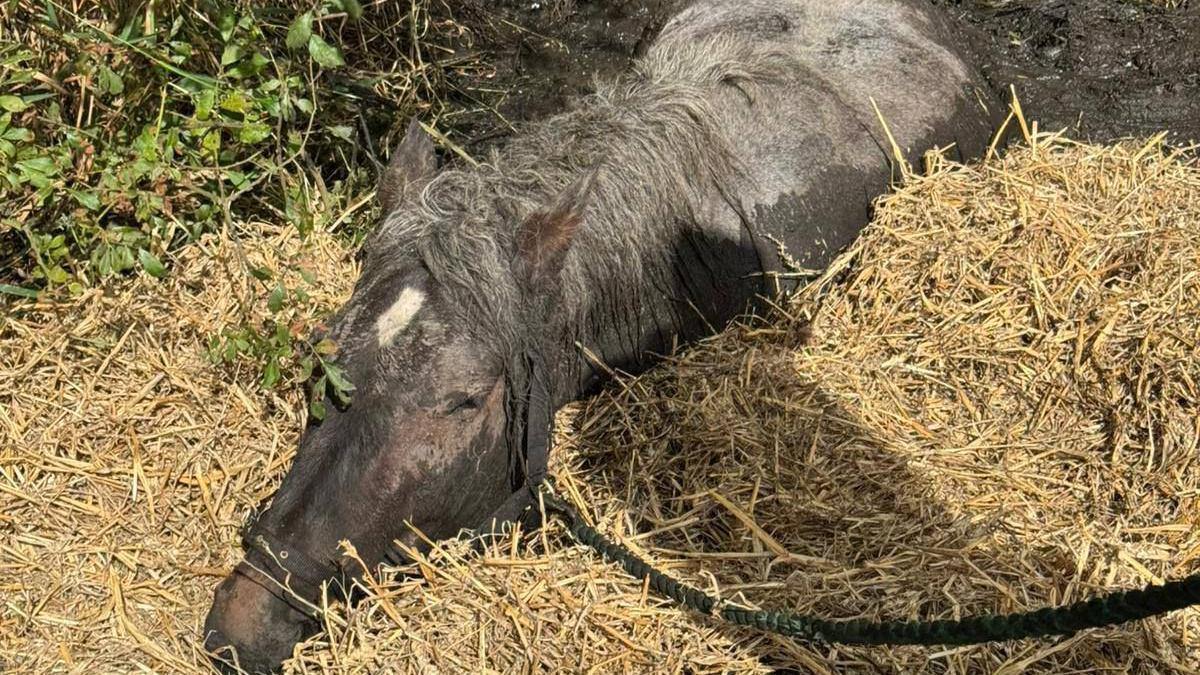 A horses head surrounded by hay is seen in a muddy bog.